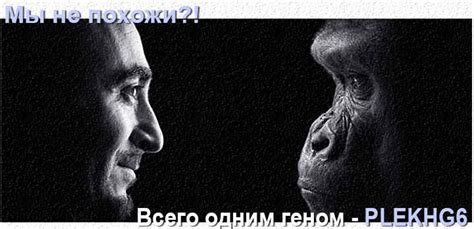 Чем человек отличается от животного?