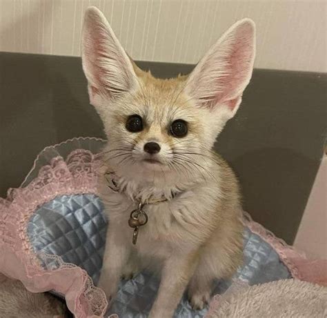 For all things Fennec Foxes!