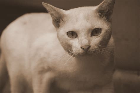 Cats of Bangkok, Thailand: Photos Of Thai Soi Cats In Bangkok