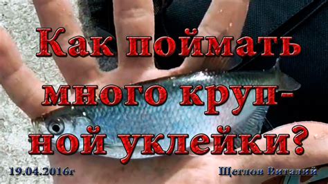 Как поймать много крупной уклейки? - YouTube