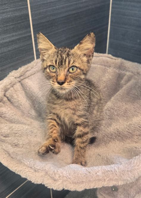 city of daphne animal shelter 6