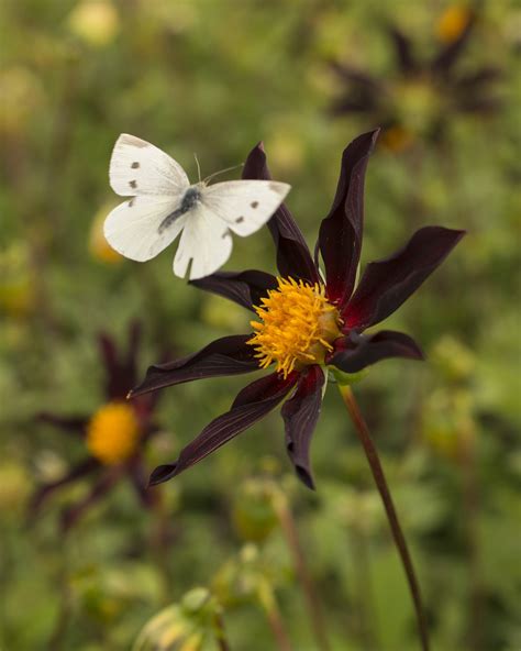 Dahlia 'Honka Black' tubers ('Verrone’s Obsidian') — Buy black orchid