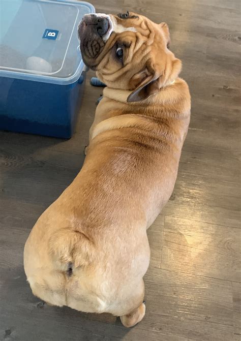 Does my EBD look normal? | English Bulldog Forum 🐾