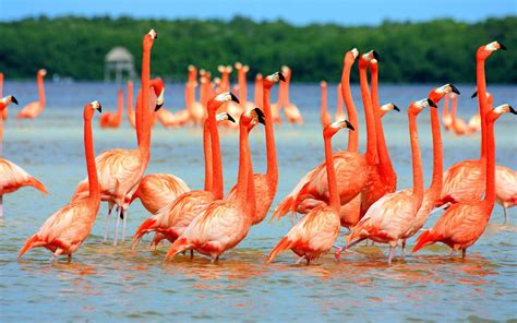 nature birds wallpapers wallpaper cave