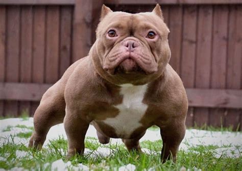 The Micro Bully: Is It The Smallest Luxury Bully Breed For, 52% OFF