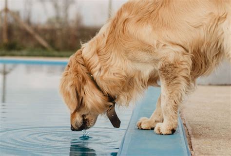 dog drinking excessive water  urinating  house pawleaks