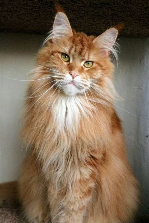 Pin on Beautiful Maine Coon Cats