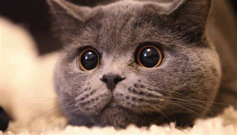 Exasperated Cat