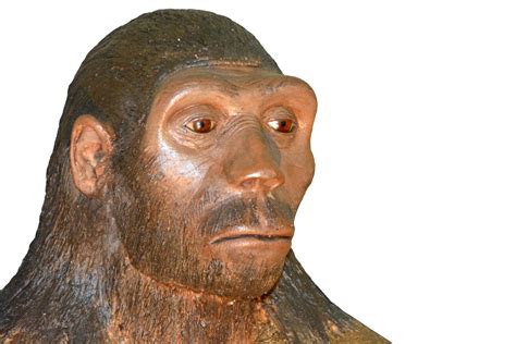 Homo habilis, el primer homínido en usar herramientas