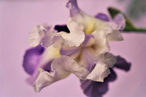 Bearded-Iris Flower Plant - Free photo on Pixabay