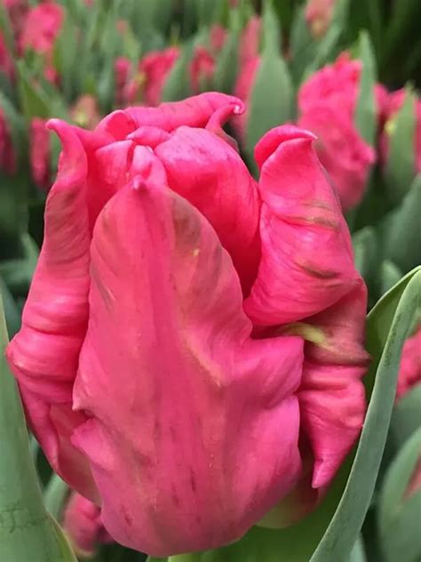 Tulip Marvel Parrot - NZ Bulbs - New Zealand Bulbs