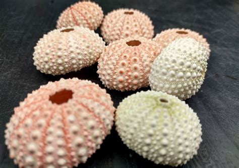 Pink Sea Urchins Echinometra Mathaei (5 urchins approx. 1+ inches ...