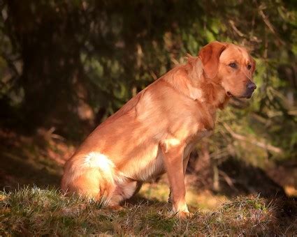 images puppy pet fur golden retriever vertebrate labrador