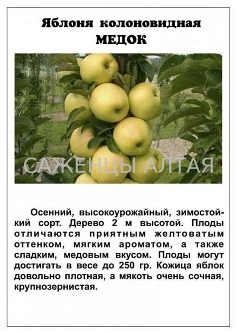 Яблоня " Медок"