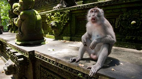 Some Monkeys Use Stone Tools for Pleasure, Study Suggests - The New