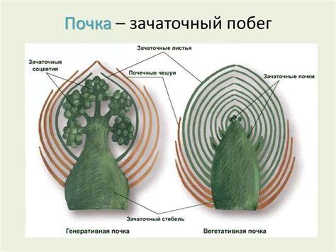 Генеративная почка рисунок (50 фото)