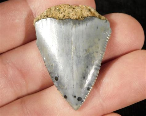 ANCESTRAL Great WHITE Shark Tooth Fossil SERRATED 7.8gr - Etsy