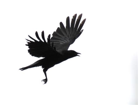 crow in flight | yep, hes flying, all right. | devra | Flickr