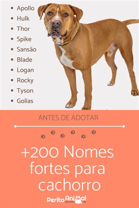 Nomes Para Botar Em Cachorro - Nomes fortes para cachorro | Adote um cachorro, Nomes para cachorros ...