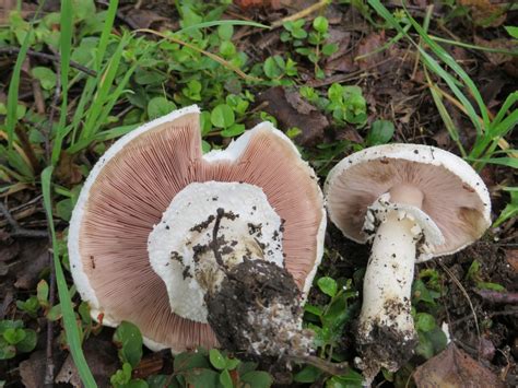 Шампиньон полевой (Agaricus arvensis) фото и описание