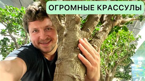КРАССУЛА ГИГАНТ! ЕМУ 100 ЛЕТ!? ПОПОЛНЕНИЕ КОЛЛЕКЦИИ ДРЕВОВИДНЫХ ...