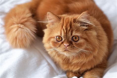 jenis kucing persia  menggemaskan  dipelihara berkeluarga