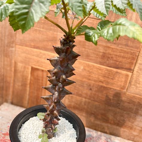 Beiselia mexicana【ベイセリア・メキシカーナ】 | RIMO'S GREEN サボテンと多肉植物の通販サイト