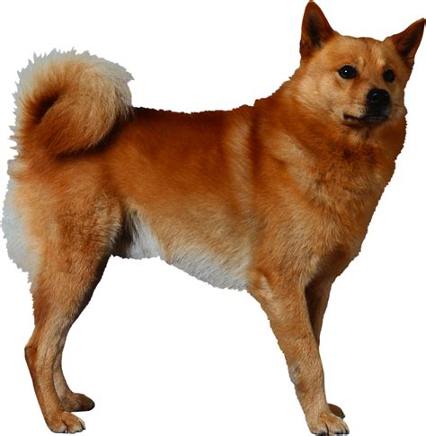 Собака PNG