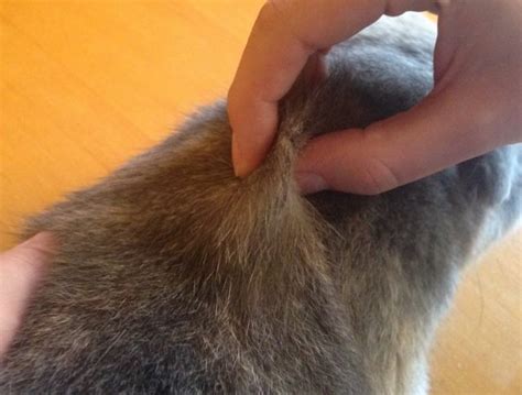 Холка у кота или кошки: где находится, интересные факты о ней
