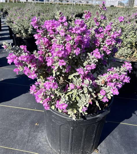 Leucophyllum frutescens 'Silver Star' | Creekside Nursery