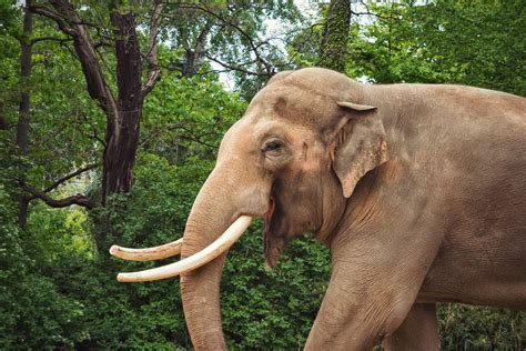 Berlin Zoo – Uccrow's Mag