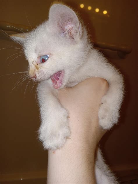 (TW-Fleas) Rescued this little girl from some people raising kittens