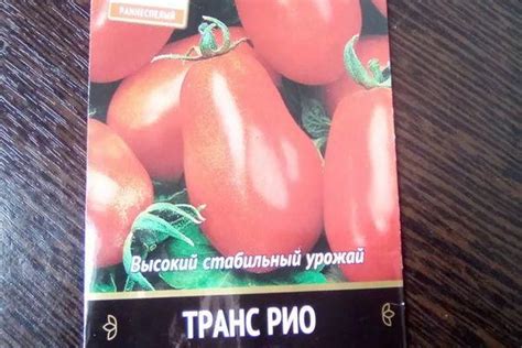 Томат Транс Рио: характеристика и описание раннеспелого сорта с фото