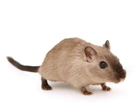expert vermin removal services arbor pest control