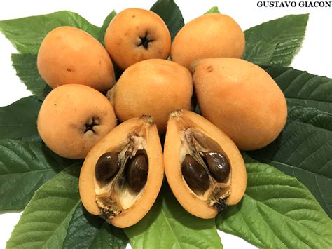Viveiro Ciprest - Plantas Nativas e Exóticas: Nêspera ou Ameixa Amarela ...