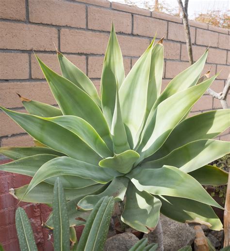 Agave Attenuata — GDNC Nursery