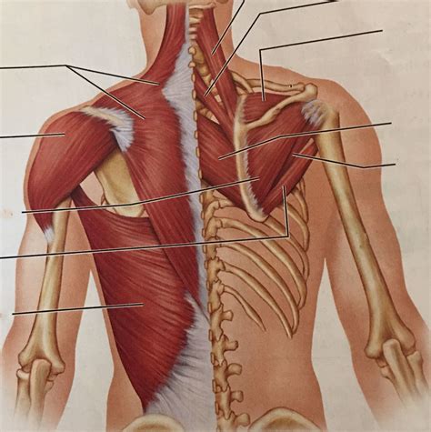 muscles   human  diagram quizlet