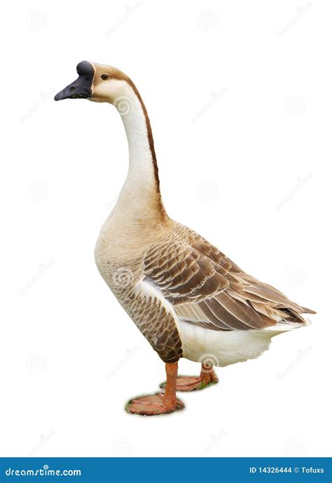 Gray Goose Royalty-Free Stock Photography | CartoonDealer.com #34462313