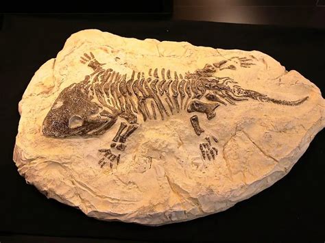 If You Found a Fossil on the Ground, What Would You Do? | Smithsonian