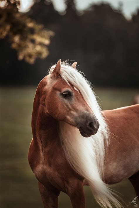 Haflinger Mandu - Sommer - Pferdefotografie - Mähnenwunder - Horse ...