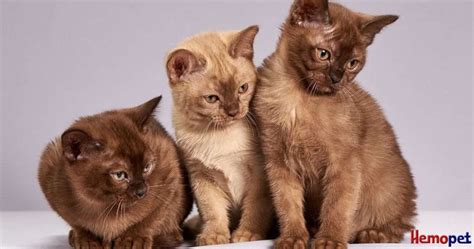 Feline Panleukopenia Virus Should Officially Be Renamed Feline ...