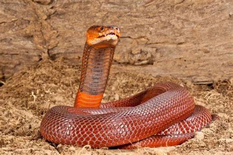 Red Spitting Cobra (Cobra, Snakes, Reptiles)