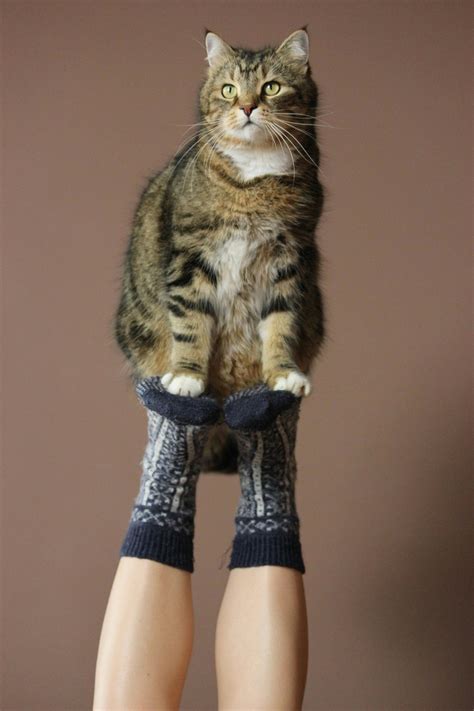 Furry Feet Photos, Download The BEST Free Furry Feet Stock Photos & HD