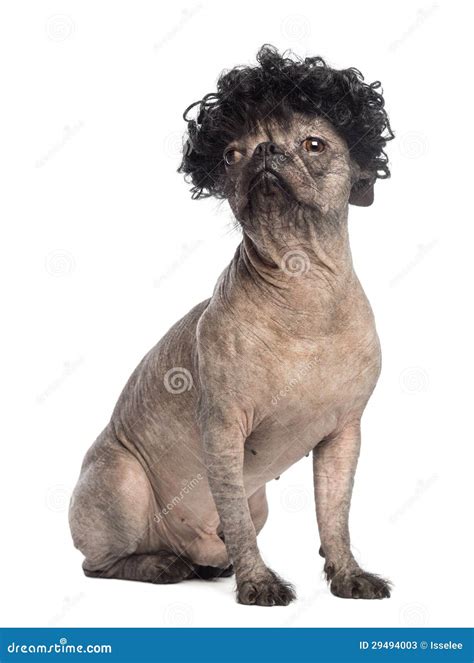 French Bulldog Maltese Mix