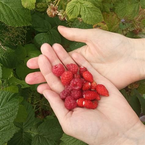 Малина, земляника | Strawberry, Fruit, Food