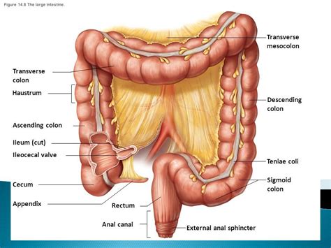 pin  full   english    sigmoid colon large