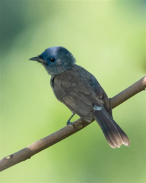 Records – Singapore Birds Project