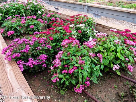 Pentas, Egyptian Star Flower | Herbaceous Plant Finder | Comprehensive