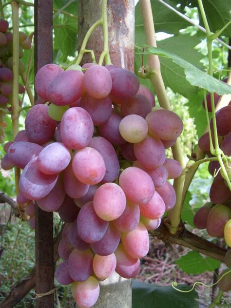 Rizamat – Winogrona.org