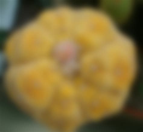 Flowers world © - этот удивительный мир цветов!: записи сообщества ...